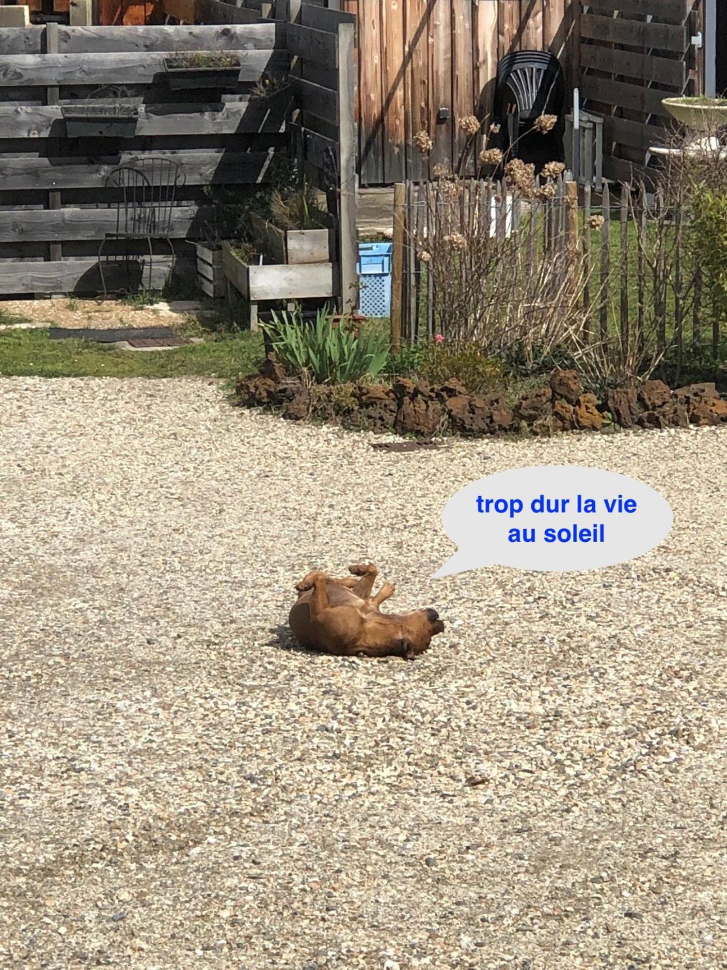 Les Logis D'Argent Studio Independant Parking Entree Autonome Linge De Lit Et Serviettes Wifi Fibre Tv Connectee Mimizan-Plage Exteriér fotografie